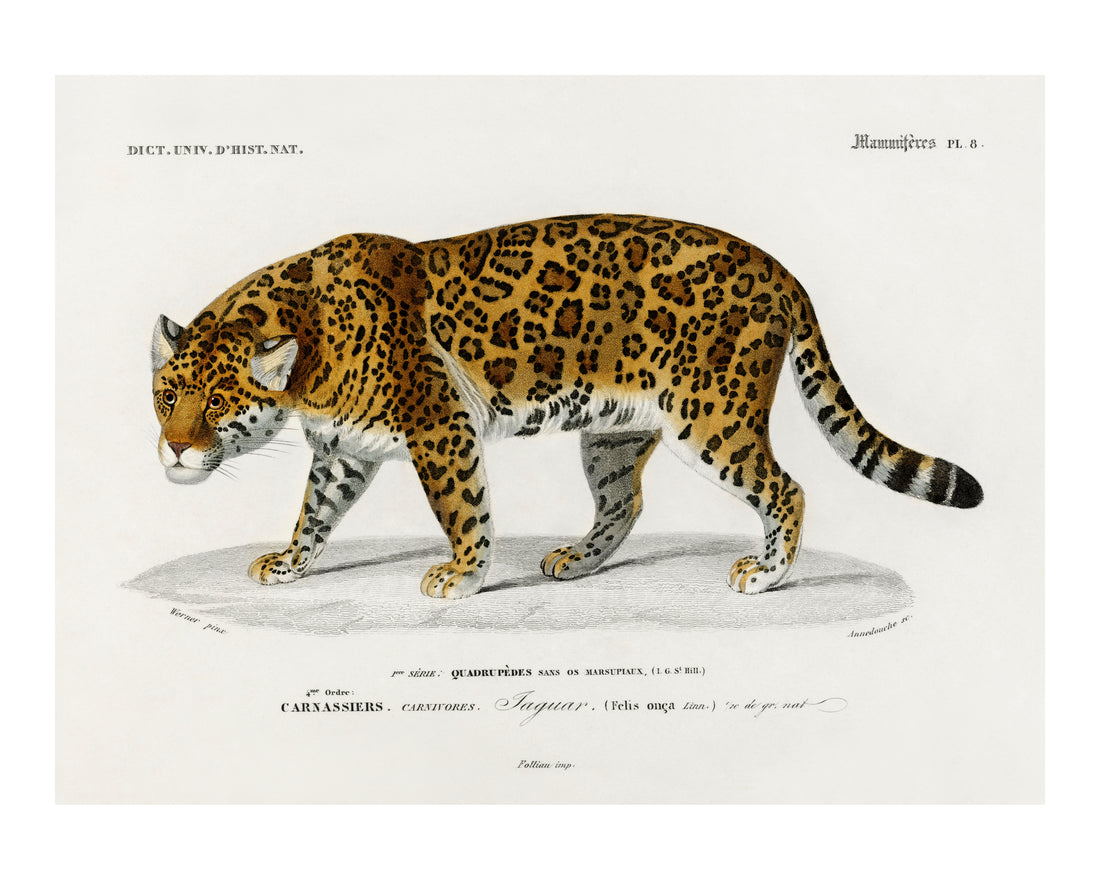 Burning Stride (Tiger) Size (A4)