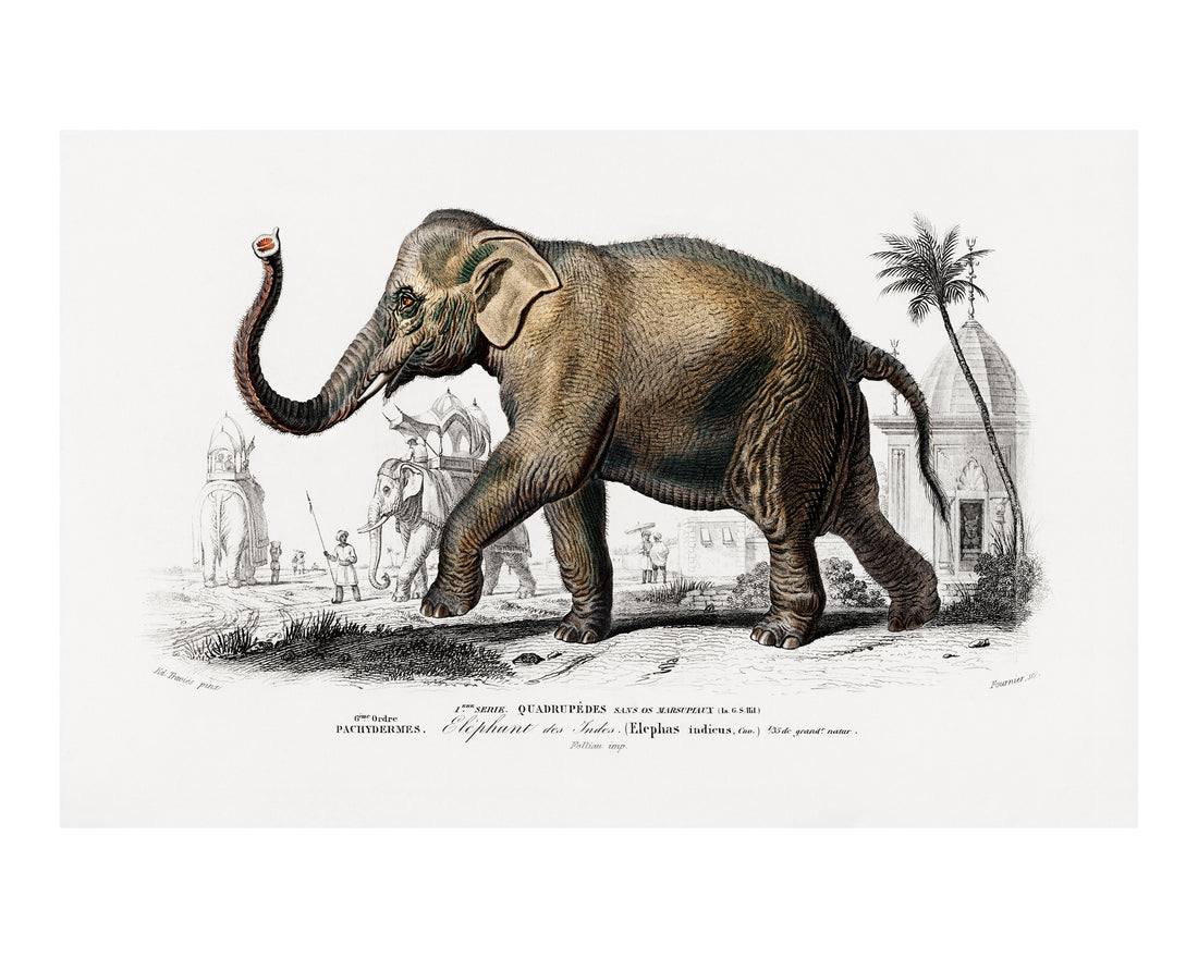 Majestic Memory (Elephant) Size (A3)