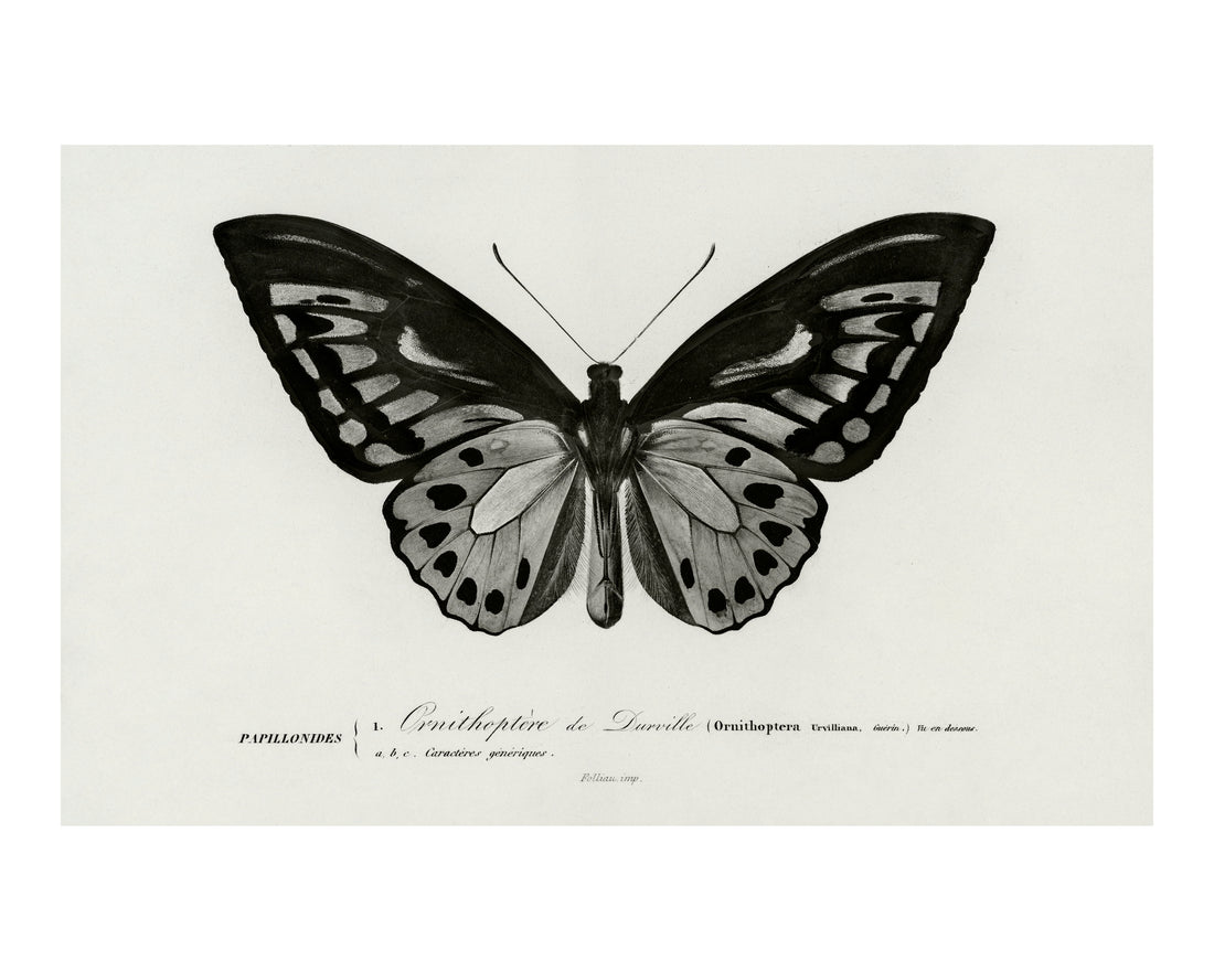 Whispers of Wing (Butterfly)Size (A4)