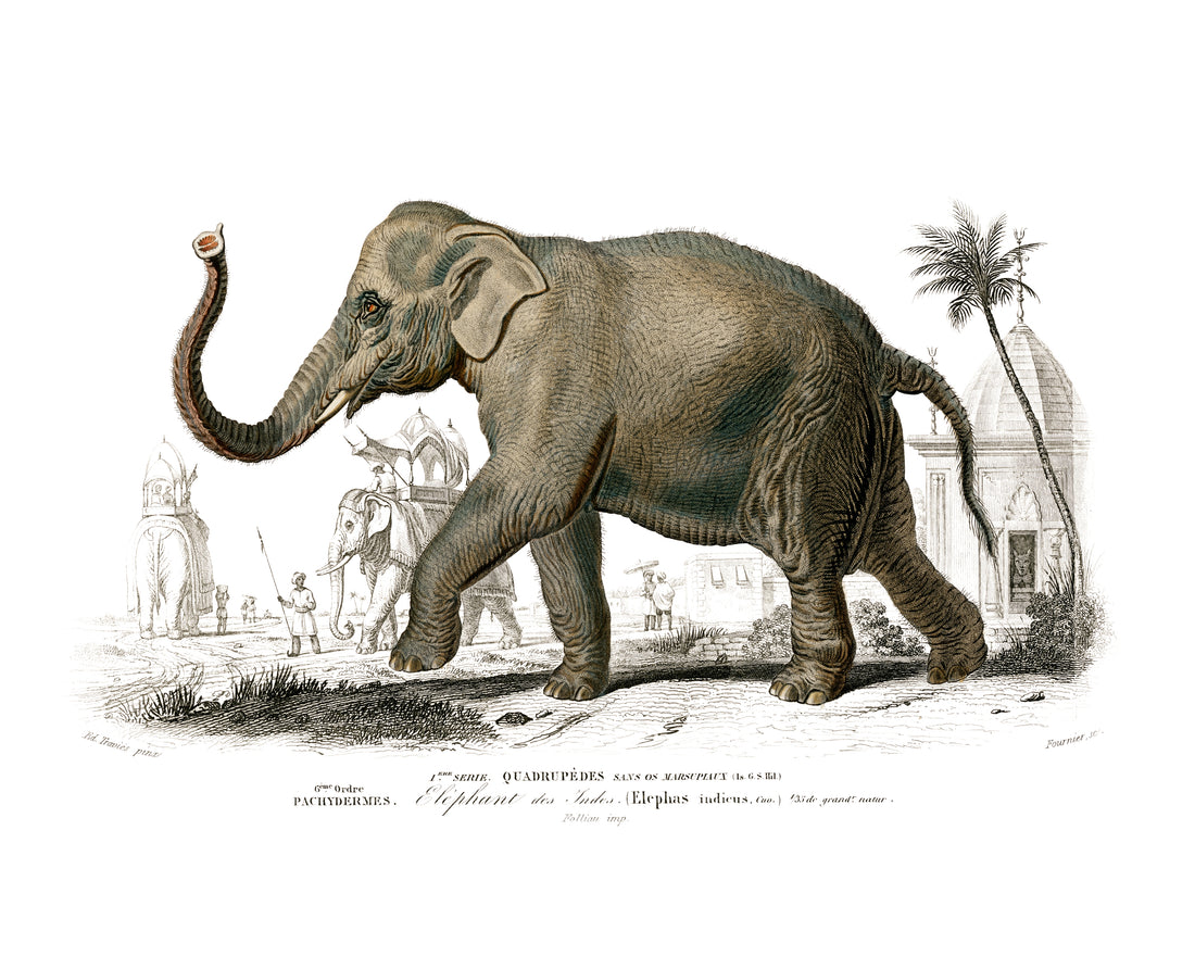 Echo of the Wild (Elephant) Size (A4)